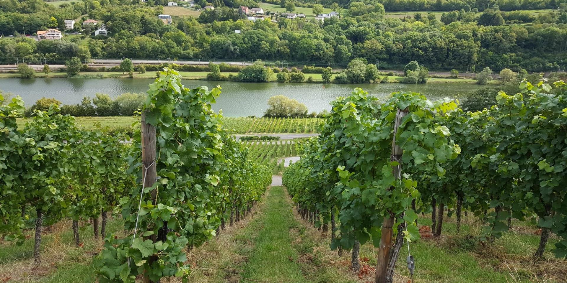 Rando du Schluck - Vin de Moselle