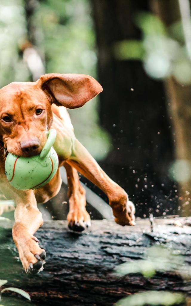 pexels-chepté-cormani-3013467