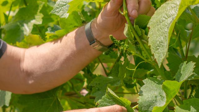 Pr Domainestromberg 33