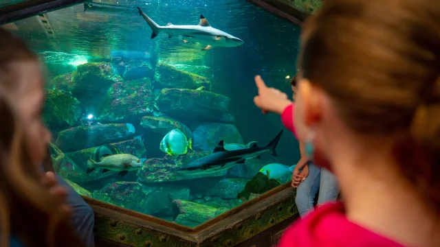 Aquarium Amnéville