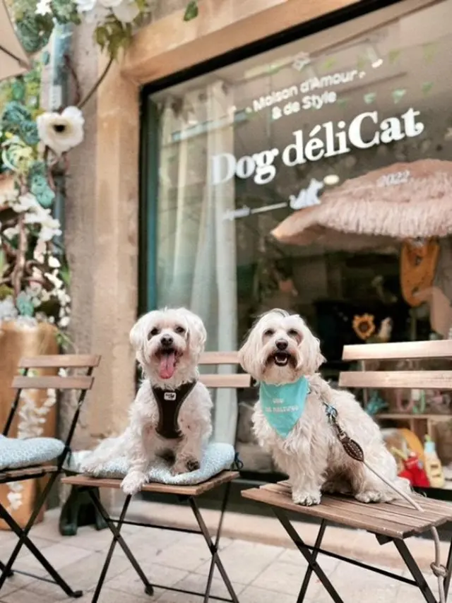 Dogdelicat Terrasse