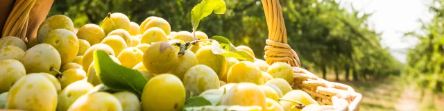 Récolte des Mirabelles