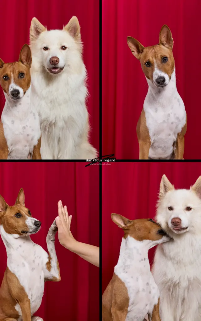 Studio photo canin Photobooth